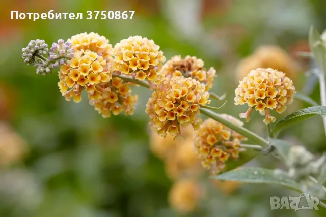 🌼🌿🌼 Будлея 'Sungold' 🧡🌿🧡 Buddleja × weyeriana 'Sungold', снимка 3 - Градински цветя и растения - 55407630
