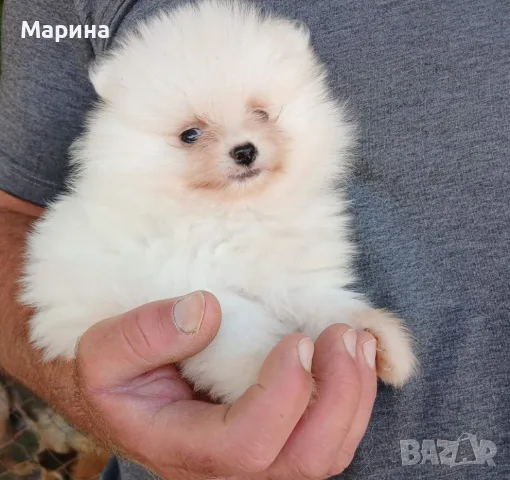 Кученца померан, снимка 3 - Померан - 55680025