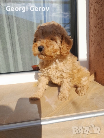 Продавам мини пуделче , снимка 2 - Пудели - 54099476