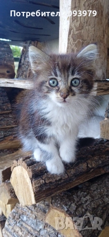 Котета на 3 месеца, снимка 4 - Други - 54895604