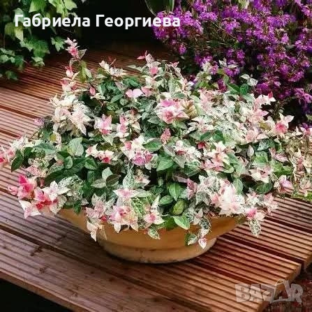 Азиатски жасмин 