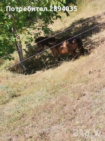 мъжко пони бартер , снимка 2 - Коне - 55659626