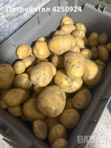 Картофи Сорая от производител