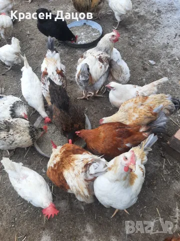Красиви млади петлета