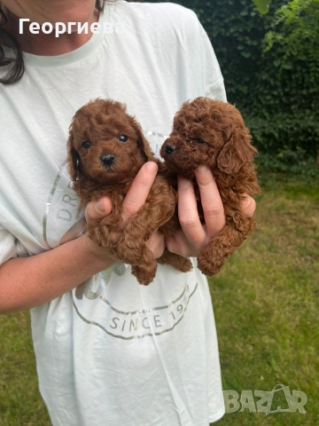 Пудел той/poodle toy, снимка 3 - Пудели - 55125071