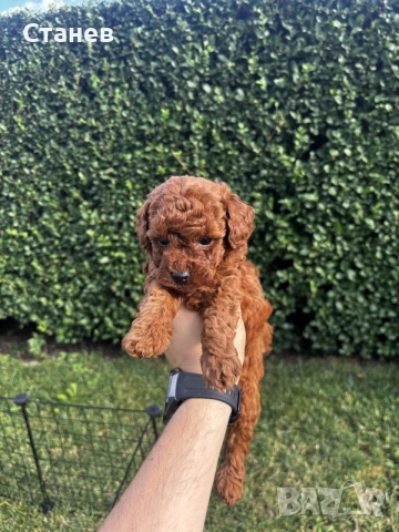 Мини пудели / Mini Poodles