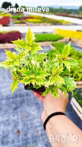 Османтус Гошики, Osmanthus heterophyllus Goshiki, снимка 4 - Градински цветя и растения - 54609924
