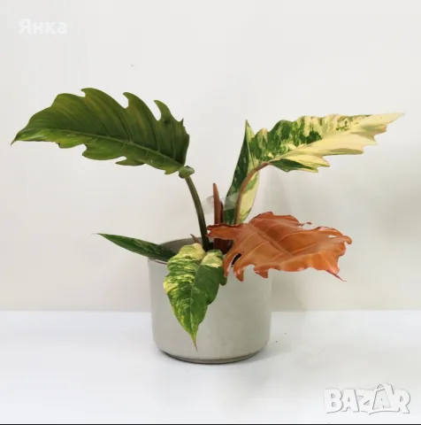 Philodendron Caramel Marble Variegata