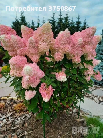 🌿🩷 Hydrangea paniculata 'Vanille Fraise' 🩷🌿🩷 Хортензия метличеста „Vanille Fraise“, снимка 2 - Градински цветя и растения - 55340389