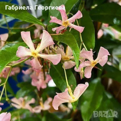 Звездовиден жасмин(жълт и розов), снимка 2 - Градински цветя и растения - 55609049