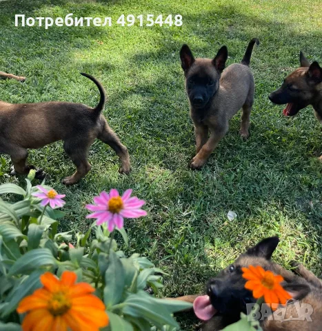 Малки кученца Малиноа, снимка 7 - Немска овчарка - 55620976
