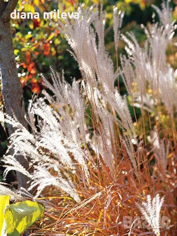 Мискантус Пурпурасценс, Miscanthus sinensis 'Purpurascens' студоустойчива, декоративна трева!!!