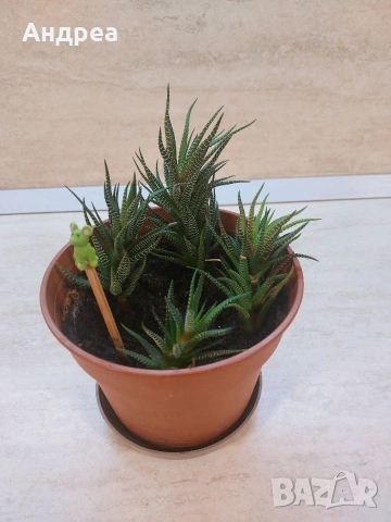 Сукуленти и кактуси в саксии – комплект декоративни растения, снимка 2 - Градински цветя и растения - 54093246
