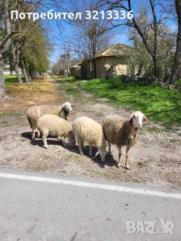Овце и агнета порода аваси, снимка 2 - Овце - 54203441