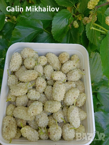 Черници плод , лозови листа , сезонни билки, снимка 4 - Домашни продукти - 54907435
