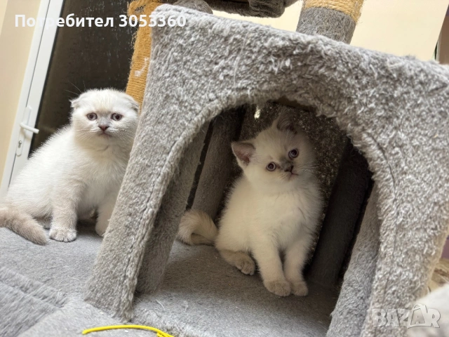 Шотландски късокосмести котенца, снимка 2 - Британска късокосместа - 54502703