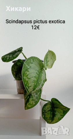 Сциндапсус Scindapsus pictus exotica