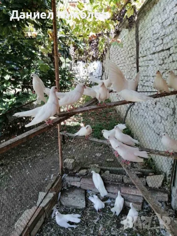 Продавам старазагорски бели гълъби , снимка 3 - Гълъби - 55432424