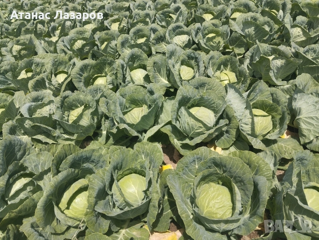 Продавам Ранно Зеле-Конкърър