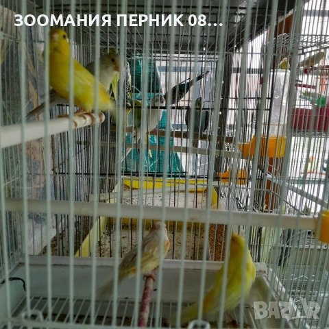 канарчета 