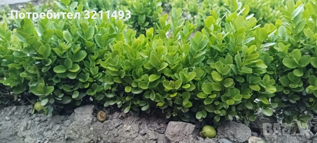 Продавам чемшир, снимка 3 - Градински цветя и растения - 54576925