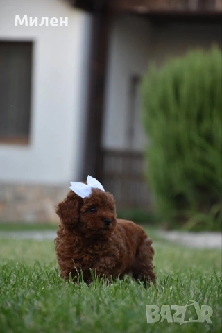 Той пудел Toy poodle, снимка 5 - Пудели - 55006000