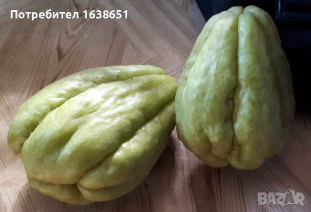 Разсад Чайот ( Мексиканска краставица) , снимка 2 - Разсади - 54399707