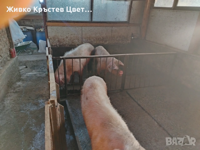 Продавам свине майки , снимка 3 - Прасета - 54319937