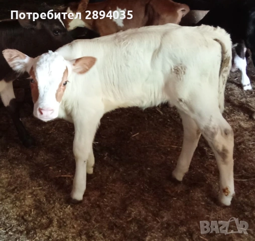 телета от 15 дни до 4 месеца , снимка 6 - Крави - 55227715