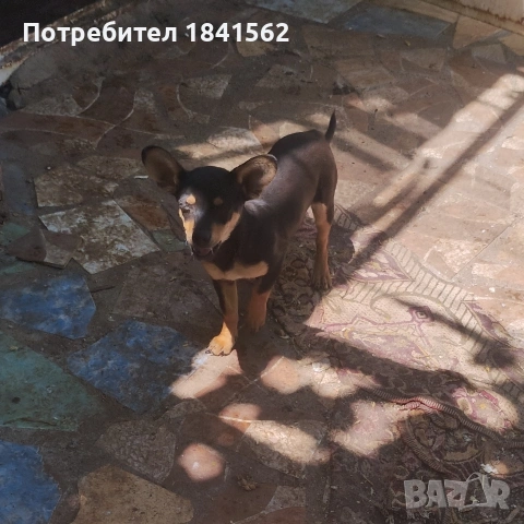продават се пинчери , снимка 4 - Пинчер - 54679081