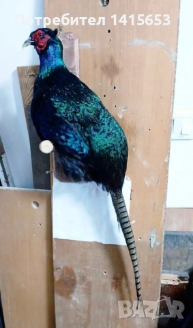 Продавам препариран фазан