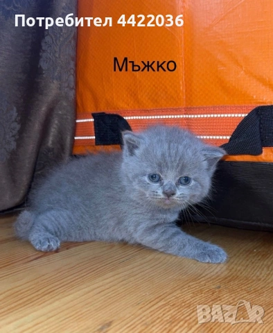 Чистокръвни британски котенца , снимка 5 - Британска късокосместа - 54682979