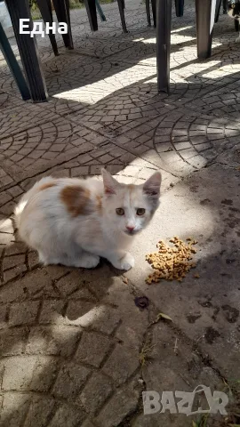 Добри котета,търсят дом.София, снимка 8 - Други - 55605019