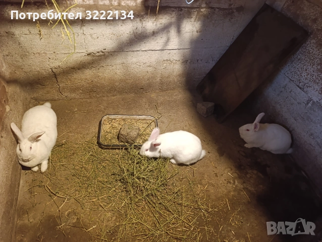 Зайкини цика.майки готови за заплождане., снимка 5 - Други - 54394664