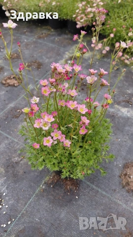 Саксифрага 2 цвята 