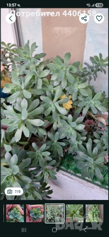 продавам сукуленти, снимка 6 - Градински цветя и растения - 54329114