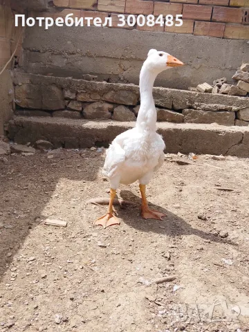 Качулата чешка гъска