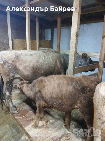 Крави жарсета, снимка 3 - Крави - 53952146