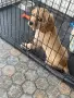 Подарявам куче Английски Кокер Шпаньол, снимка 2