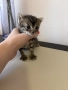 Подарявам котенца, снимка 1