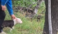 Американски стафордшир териер , снимка 9