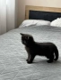 Малки шотландски котенца , снимка 1