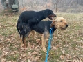 Ловни кучета, снимка 8