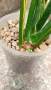 Сансевиера - Sansevieria , снимка 2
