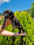 продавам кученца кане корсо , снимка 1