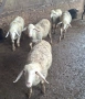 Продавам агнета, снимка 3