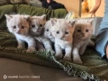 британски късокосмести Лилави , снимка 1