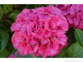 Хортензия Сибила, Hydrangea macrophylla Sibilla за сянка!!, снимка 3
