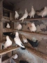 пазарджишки високолетци , снимка 3