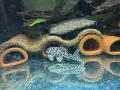 L236 pleco - 3+ см, снимка 1